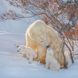 Konstfotografering Two polar bears play fight,Wapusk National, Hao Jiang / 500px, (40 x 40 cm)
