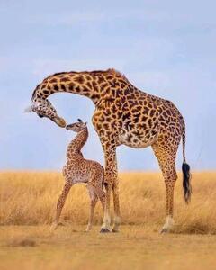 Fotografi Giraffes, Ayanda Madondo, (30 x 40 cm)