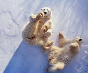 Fotografi Polar bears lying on backs,, George Lepp, (40 x 35 cm)