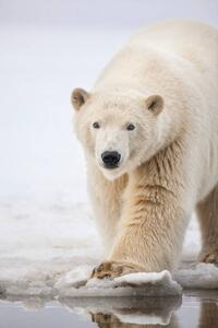 Fotografi Polar bear portrait., Patrick J. Endres, (26.7 x 40 cm)