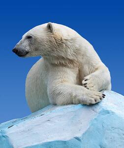 Fotografi Polar bear on a rock against blue sky, JackF, (35 x 40 cm)