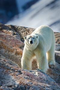 Fotografi Male Polar Bear, Peter Orr Photography, (26.7 x 40 cm)