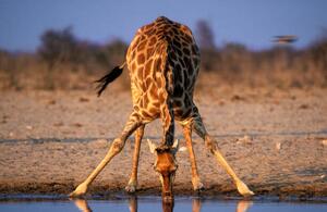Fotografi Southern Giraffe Drinking at Water Hole, Martin Harvey, (40 x 26.7 cm)