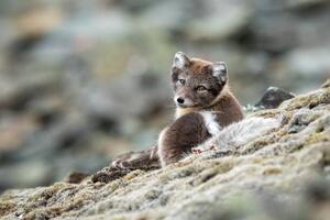 Fotografi Arctic fox in natural environment in Svalbard, Mats Brynolf, (40 x 26.7 cm)