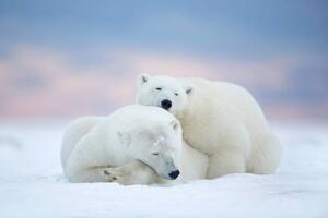 Konstfotografering Two polar bears sleeping in the snow, Alaska, USA, janbecke1, (40 x 26.7 cm)