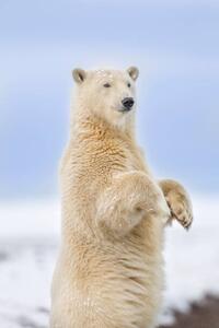 Fotografi Polar bear standing, Patrick J. Endres, (26.7 x 40 cm)
