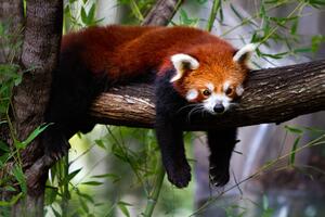 Konstfotografering Red panda, Marianne Purdie, (40 x 26.7 cm)