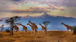 Konstfotografering Herd of Reticulated giraffes in front, Manoj Shah, (40 x 22.5 cm)
