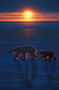 Konstfotografering Mother polar bear with cub, Ron Sanford, (26.7 x 40 cm)
