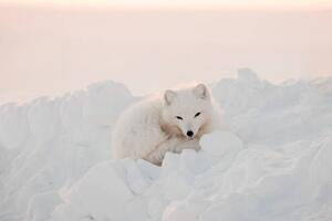Fotografi Arctic white fox close-up. Arctic fox, Oksana Stasenko, (40 x 26.7 cm)