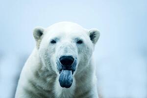Konstfotografering Polar Bear closeup portrait, Mark Newman, (40 x 26.7 cm)