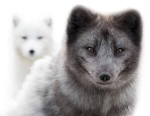 Fotografi Close up of two arctic foxes, Jean Landry, (40 x 26.7 cm)