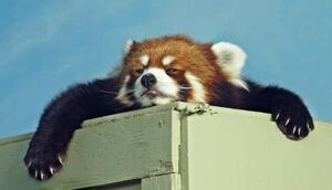 Konstfotografering Red Panda ready for a nap, Kim MacKay, (40 x 22.5 cm)