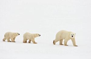 Fotografi Polar bear walking with two cubs, John Conrad, (40 x 26.7 cm)