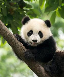 Fotografi Giant Panda baby cub in Chengdu area, China, Alatom, (35 x 40 cm)