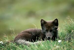 Konstfotografering Arctic Fox Laying in the Grass, Natalie Fobes, (40 x 26.7 cm)