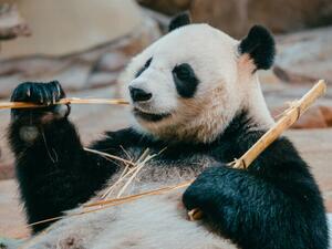 Konstfotografering portrait of a giant panda eating bamboo, PansLaos, (40 x 30 cm)