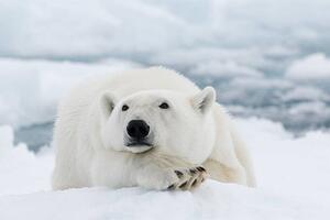 Fotografi Polar bear, dagsjo, (40 x 26.7 cm)