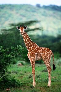 Konstfotografering Reticulated Giraffe, Serengeti Nat. Park, Tanzania, Art Wolfe, (26.7 x 40 cm)