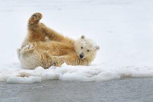 Fotografi Polar bear cub, Patrick J. Endres, (40 x 26.7 cm)