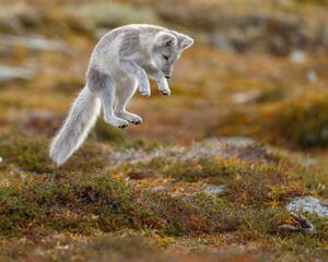 Fotografi Close-up of jumping arctic fox, Menno Schaefer / 500px, (40 x 30 cm)