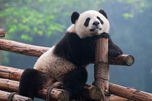Fotografi Cute panda bear, Hung_Chung_Chih, (40 x 26.7 cm)