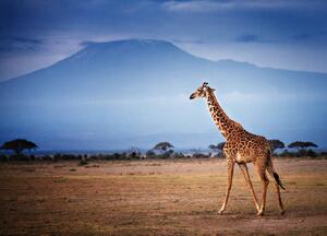 Fotografi Giraffe Walking in Front of Mount, Vicki Jauron, Babylon and Beyond Photography, (40 x 30 cm)