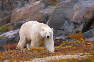 Konstfotografering Polar Bear adult male in autumn colors, Stan Tekiela Author / Naturalist / Wildlife Photographer, (40 x 26.7 cm)