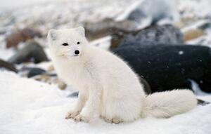 Fotografi Arctic fox in winter coat, Hudson Bay, Canada, Jeff Foott, (40 x 24.6 cm)