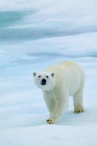 Konstfotografering Polar Bear on Sea Ice, Sniffing the Air, Hans Strand, (26.7 x 40 cm)