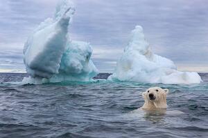 Fotografi Polar Bear Swimming near Sea Ice, Paul Souders, (40 x 26.7 cm)