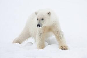 Fotografi Polar Bear Cub on Snow, Galaxiid, (40 x 26.7 cm)