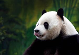 Konstfotografering Close-up of Giant Panda, Wokephoto17, (40 x 26.7 cm)