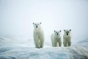Konstfotografering Polar Bears in Fog, Hudson Bay, Nunavut, Canada, Paul Souders, (40 x 26.7 cm)