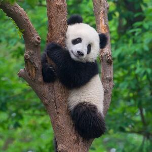 Fotografi Cute panda bear climbing in tree, Hung_Chung_Chih, (40 x 40 cm)