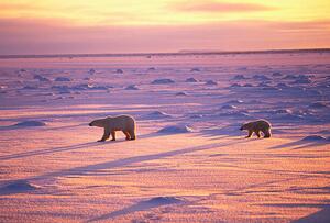 Konstfotografering Polar Bears Crossing Snowfield, John Conrad, (40 x 26.7 cm)