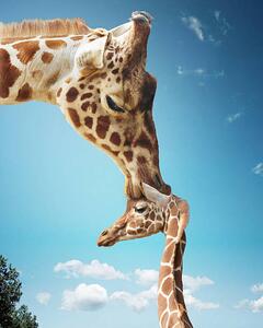 Fotografi Mother giraffe nuzzling calf's head, Gandee Vasan, (30 x 40 cm)
