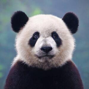 Fotografi Closeup shot of a giant panda bear, Hung_Chung_Chih, (40 x 40 cm)