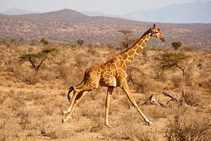 Konstfotografering Reticulated Giraffe, Giraffa camelopardalis reticulata, Samburu, Mary Ann McDonald, (40 x 26.7 cm)