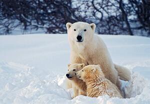 Fotografi Polar Bear with Cubs, KeithSzafranski, (40 x 26.7 cm)
