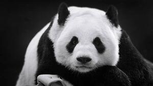 Konstfotografering Panda in Repose, Thousand Word Images by Dustin Abbott, (40 x 22.5 cm)
