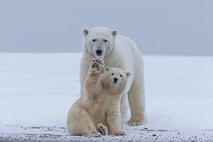 Konstfotografering Polar bear, Sylvain Cordier, (40 x 26.7 cm)
