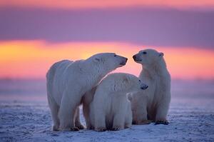 Fotografi Polar bear with yearling cubs, JohnPitcher, (40 x 26.7 cm)