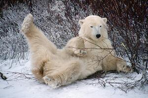Fotografi Polar Bear Lying in Snow, George D. Lepp, (40 x 26.7 cm)
