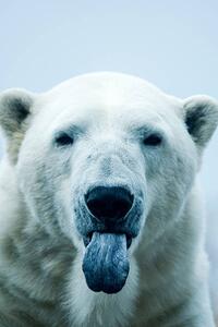 Konstfotografering Polar Bear closeup portrait, Mark Newman, (26.7 x 40 cm)