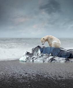 Konstfotografering Polar bear on the melting iceberg, narvikk, (35 x 40 cm)