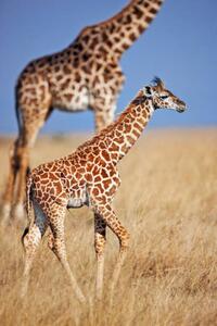 Konstfotografering Young giraffe calf, Martin Harvey, (26.7 x 40 cm)