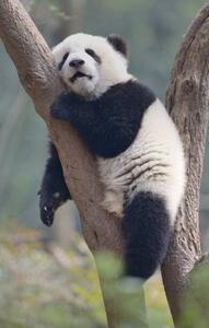 Fotografi A young panda sleeps on the branch of a tree, All copyrights belong to Jingying Zhao, (24.6 x 40 cm)