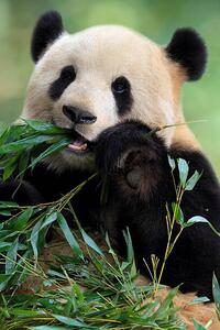 Fotografi Cute Panda, TianYuanOnly, (26.7 x 40 cm)