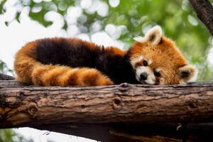 Fotografi Red panda in a tree, Mark Chivers, (40 x 26.7 cm)